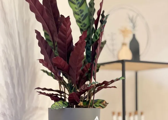 Apartment Rebenblick An Der Weinstrasse